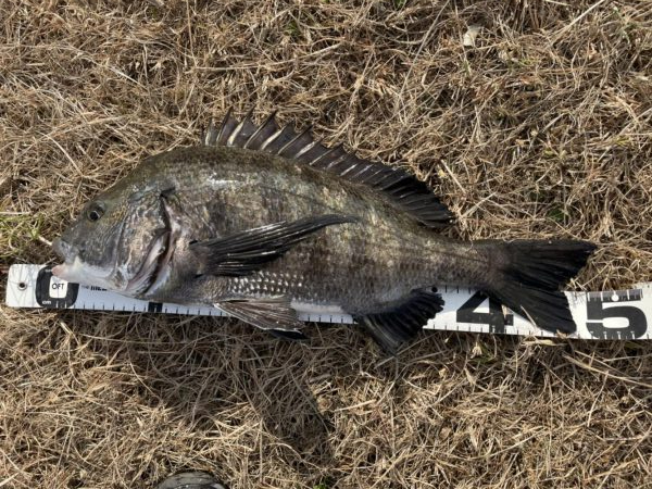 イチノ兄弟、釣果！