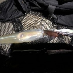 ヤリイカの季節になりました！