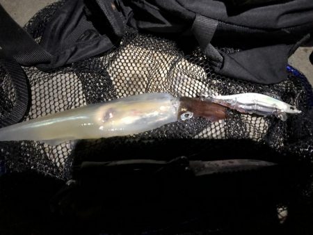 ヤリイカの季節になりました！