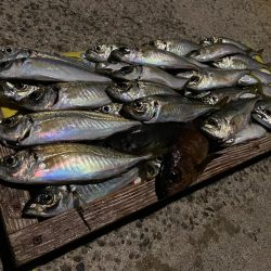 ライトゲーム 淡路島 洲本 アジング メバル 陸っぱり 釣り 魚釣り 釣果情報サイト カンパリ