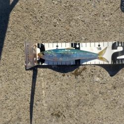 サビキでチーバス