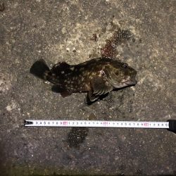 初釣りキビレまあまあのサイズ