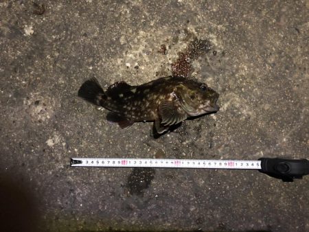 初釣りキビレまあまあのサイズ