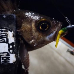 メバル好調！！