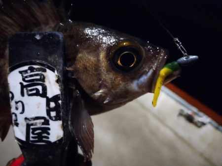 メバル好調！！