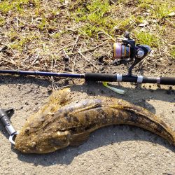 フラットフィッシュゲームNo.7？