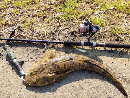 フラットフィッシュゲームNo.7？