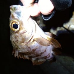 暖かさに我慢出来ず