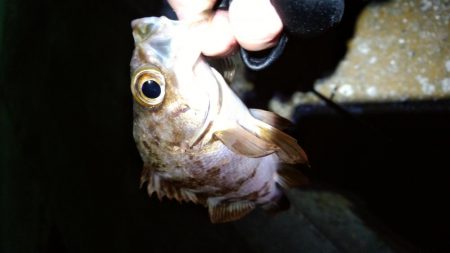 暖かさに我慢出来ず