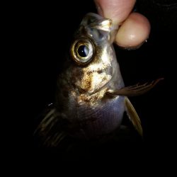 条件悪いのを知りつつ