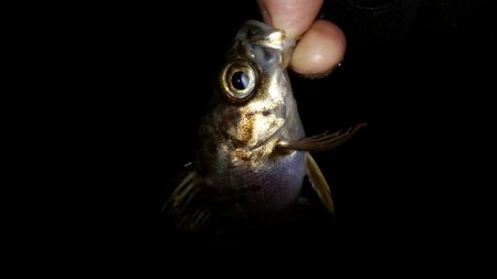 条件悪いのを知りつつ