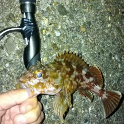 冬の根魚調査７