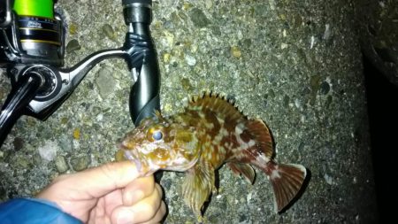 冬の根魚調査７