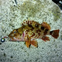 冬の根魚調査８