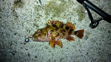 冬の根魚調査８