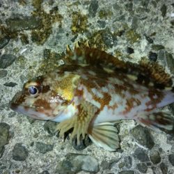 冬の根魚調査９