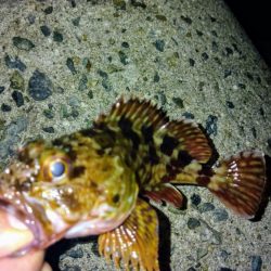 冬の根魚調査１０