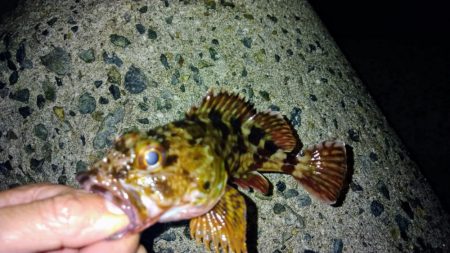 冬の根魚調査１０