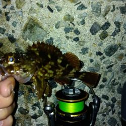 冬の根魚調査１１