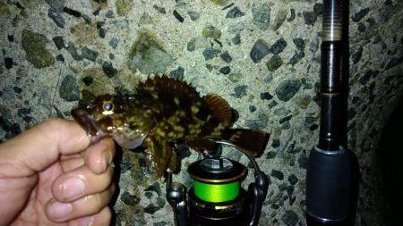 冬の根魚調査１１