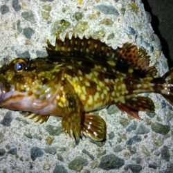 冬の根魚調査１２