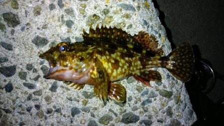 冬の根魚調査１２