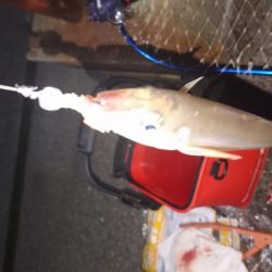 まさかキスが釣れるとは