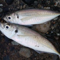 極寒のアジ釣りで2ケタ釣果