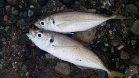 極寒のアジ釣りで2ケタ釣果