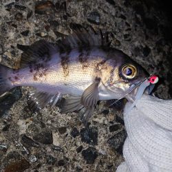 久しぶりのメバル