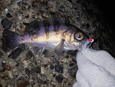 久しぶりのメバル