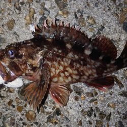 今日はガッシー