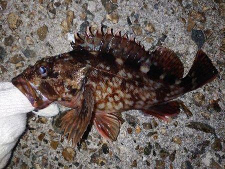 今日はガッシー