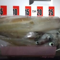 ヤリイカエギング