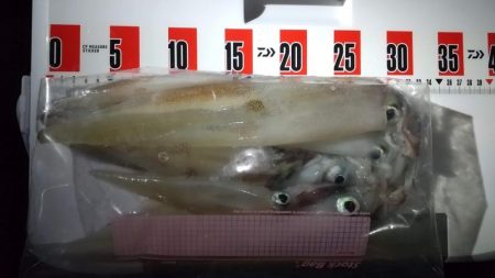 ヤリイカエギング