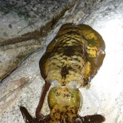 初釣り❗アオリイカ