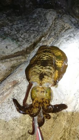 初釣り❗アオリイカ