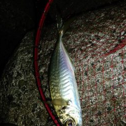 年明け初アジ❗