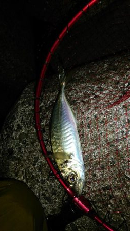 年明け初アジ❗