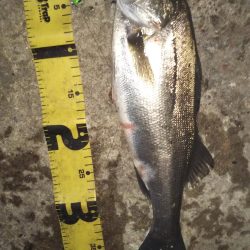 ぶらシーバス!!