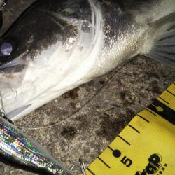 ぶらシーバス！！