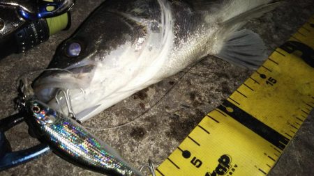 ぶらシーバス！！