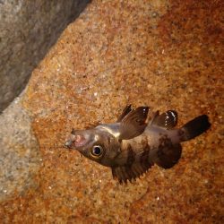 今年初釣り、ツ抜け