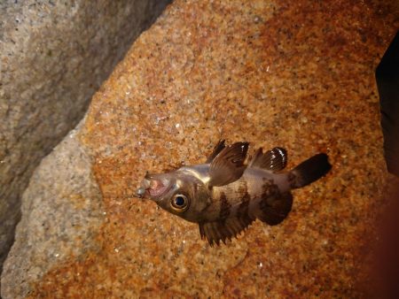 今年初釣り、ツ抜け