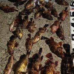 ガシラ無双～５０匹