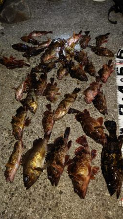 ガシラ無双～５０匹