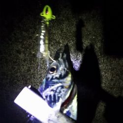 初釣りはやっぱりタチウオ。