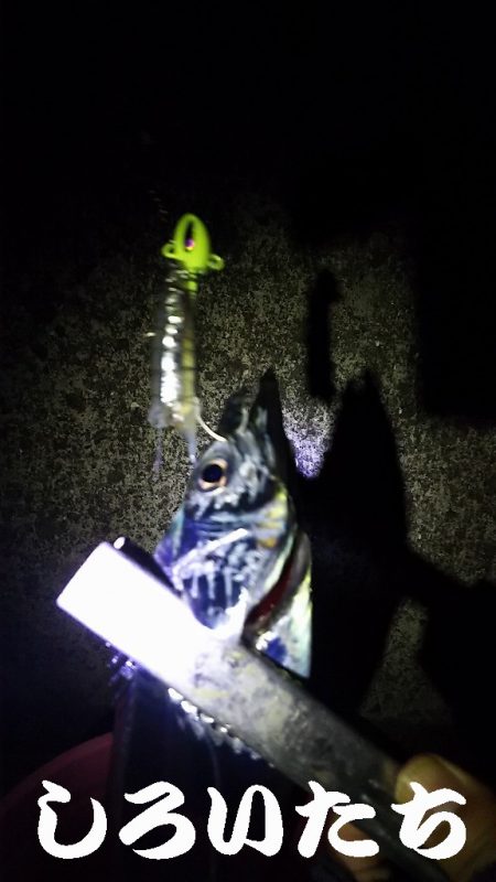 初釣りはやっぱりタチウオ。