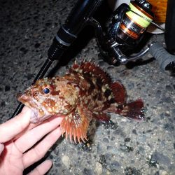 メバルとガシラ