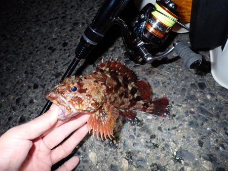 メバルとガシラ